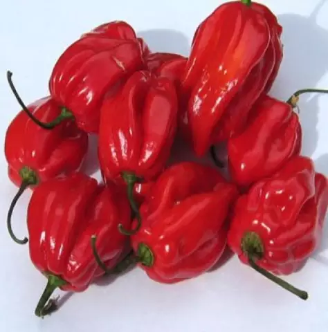 Product image - Habenero Chilli freshly picked and high quality.