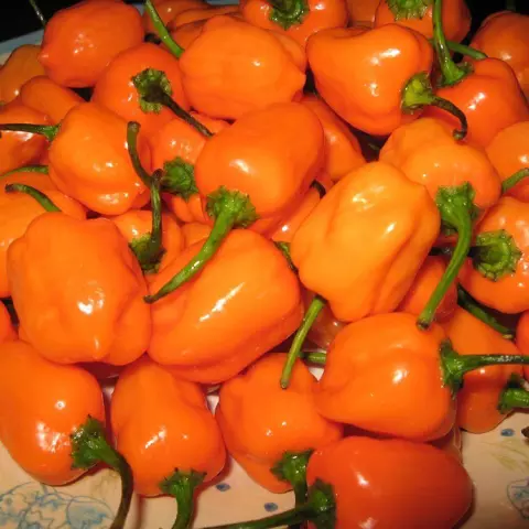 Product image - Habenero Chilli freshly picked and high quality.