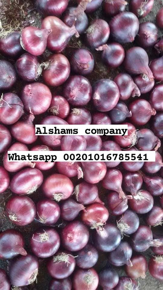 Product image - We are Alshams company for general import and export from egypt.🇪🇬
We can supply all kinds of agricultural products with high quality and best price
Now will offer ✨Red onions ✨
Packing :25kilo per mesh bag  
For more information contact With us💥
Whatsapp : 00201016785541
Email : alshams.info@yahoo.com
And visit our website :www.alshamsexporting.com
Sales manager
Mrs / donia mostafa
 