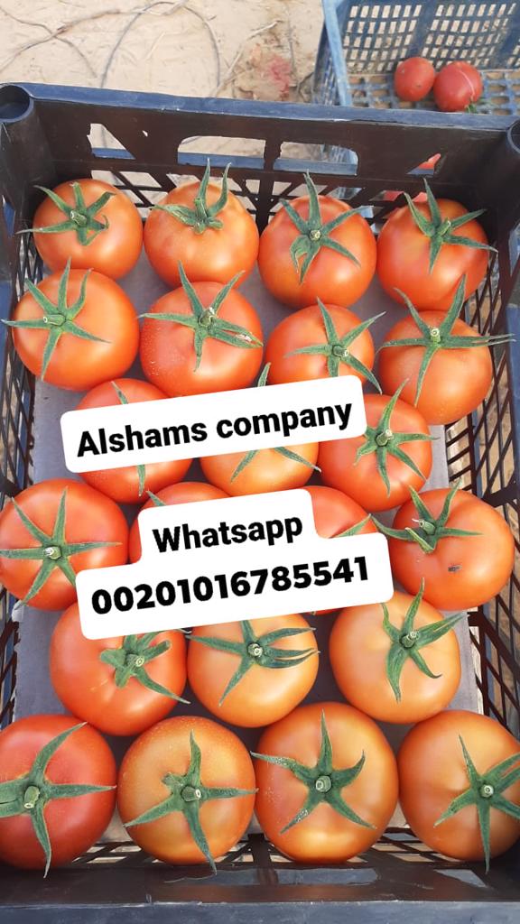 Product image - We have fresh Tomato ready for export from egypt to all the world. (First class) High quality  with very good prices.
Packing :10 kilo per plastic box 
For prices and more details you can contact us: 
whatsapp: +201016785541 
Email: alshams.info@yahoo.com 
