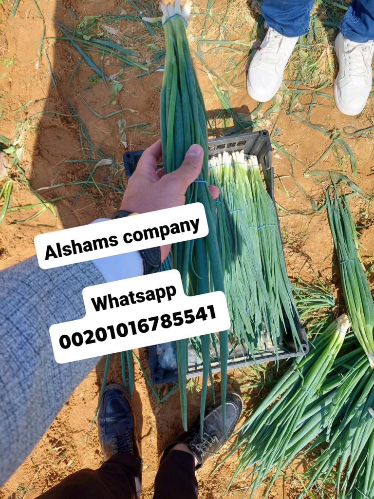 Product image - We have fresh spring onions ready for export from egypt to all the world. (First class) High quality with very good prices.
Packing :5 or 6 kilo per plastic box
Or as request 
For prices and more details you can contact us: 
whatsapp: +201016785541 
Email: alshams.info@yahoo.com 
