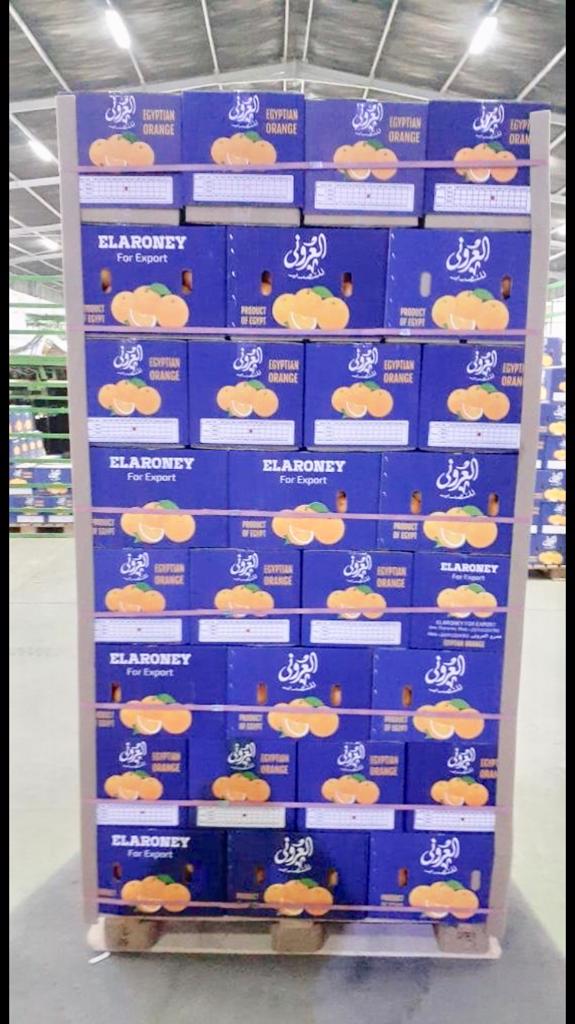 Product image - 
We would like to offer our oranges
- variety: Valencia 
- Origin: Egypt
- Price: depended on package and destination
- Fresh Oranges Specification:-
• Size:48/56/64/72/80/88/100/113
• Color: Full color
• Class 1 , 2 and binz
- Packing available:-
Each box 15 kg net, Telescopic or open-top as per your request
Contact us for more details!
Email:elaroneyforexport@gmail.com 
Phone:00201111997846
to place your orders.