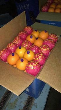Public product photo - Valencia orange first class, carton 15 kg sizes from 56 to 88