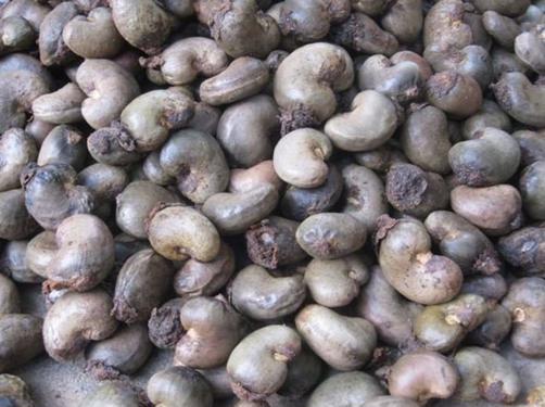 Public product photo - We are direct exporters of cashew nuts from Benin Republic having fresh harvest now 2020 crop , Contact us for more details and discriptions we can meet up with any quantity we are direct farmers and exporters of cashew.