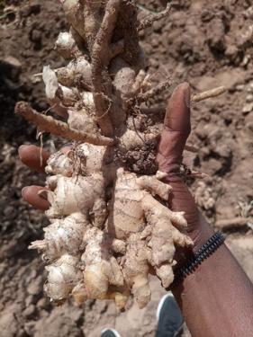 Public product photo - We have high-quality ginger available in large quantities. Place order for your ginger of all types