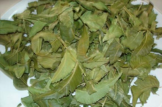 Public product photo - Our SVM Exports is enlisted among the nonpareil Manufacturers and Suppliers of Fresh Neem Leaves.  SVM Exports are a quality-conscious firm and for ensuring high quality of the products. The various grades and standards of quality are met by our quality team. We maintain hygiene throughout the production process.