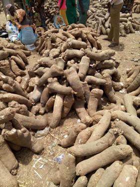 Public product photo - Exportation of yam for business or food  consumption purpose