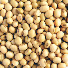 Public product photo - soya bean NON GMO