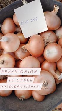 Public product photo - fresh onion

Available Now 💥

Best Regards

Merna Hesham

📞Cell(whats-app) 00201093042965

✉ Email :alshamsexporting@yahoo.com
