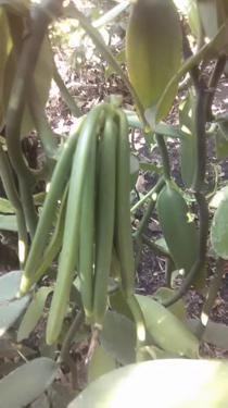 Public product photo - We sell both green vanilla beans and cured vanilla gourmet 