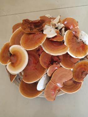 Public product photo - Ganoderma (dried)