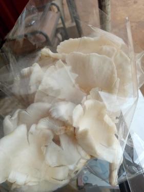 Public product photo - There's large quantities of dried oyster Mushrooms for sale. The health benefits of consuming oyster Mushrooms are enomous, it's ANTIOXIDANTS, ANTICANCER,lowers high blood pressure and contains vit Bs and D.