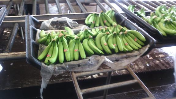 Public product photo - Âge des bananes à la récolte 10 semaine
Longueur des bananes entre 21 et 26 cm
Diamètre entre 3,5 et 4,5 cm
Main entre 5 et 9 banane
Délai de livraison à partir de la confirmation et le paiement  : entre 35 et 45 jours