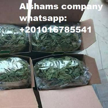 Public product photo - we are Alshams company for general import and export 📷
Our Location : Egypt, el Gharpia , kafer elzayat
Now we would offer to you  our
(Molokhia dried paper ) ready to export :
- quality : grade a  📷📷
- packing : 5 kilo per carton
For more information, please Contact us :
mrs-donia mostafa
sales dep
Email: alshams.info@yahoo.com
Whatsapp: +201016785541
