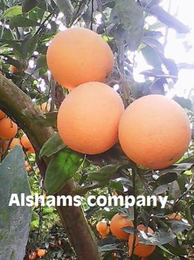 Public product photo - We are leading exporter of Egypt alshams company for general import and export agricultural crops from egypt.
Now season start for #fresh_orange 🍊
Grade a 💯
Packing : 15 kilo per carton
⏩Contact With us :
Mrs-donia mostafa
Sales manager
Whatsapp : 00201016785541
Email :alshams.info@yahoo.com

