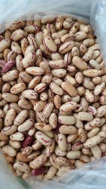Public product photo - Market Opportunity Worldwide is also a commercial farming entity, among other crops we cultivate maize as a major crop and we also cultivate orphan crops such as beans