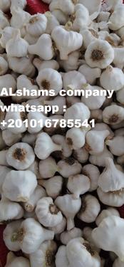 Public product photo - Hello, We  Export all agricultural crops with  Good Quality And Low Price 💰. 
Now available ( fresh garlic ) 🧄
specification  :
Packing : 10 kilo per plastic box
Class 1 💯
Container 40 ft refer take 20 tons
If You Buyer Interested, Pls Feel Free To Contact Us.
From :- Alshams for general import and export 
                 mrs  : donia mostafa 
📲Call & Whatsapp Me : +201016785541
📧Email : alshams.info@yahoo.com
