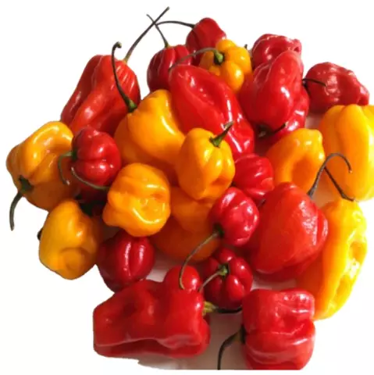 Public product photo - Habenero Chilli freshly picked and high quality.