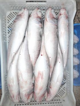 Public product photo - Frozen Grey Mullet origin Morocco good quality more than 1kg/piece.