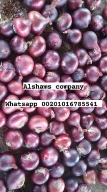 Public product photo - We are Alshams company for general import and export from egypt.🇪🇬
We can supply all kinds of agricultural products with high quality and best price
Now will offer ✨Red onions ✨
Packing :25kilo per mesh bag  
For more information contact With us💥
Whatsapp : 00201016785541
Email : alshams.info@yahoo.com
And visit our website :www.alshamsexporting.com
Sales manager
Mrs / donia mostafa
 
